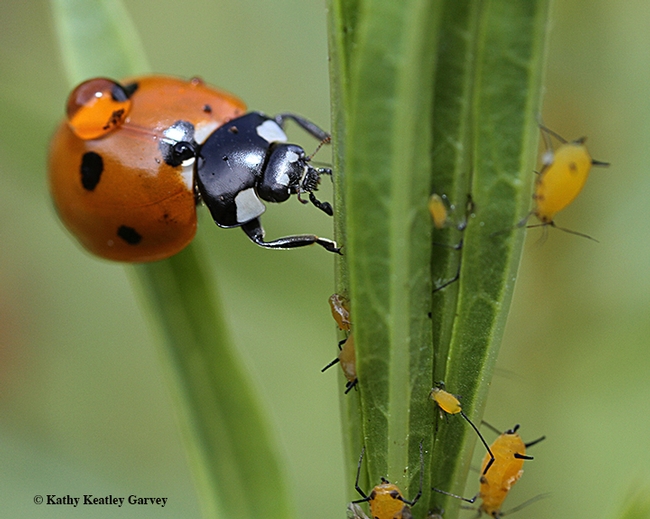 A lady beetle, aka ladybug, ready to devour aphids, its primary food source. Image taken in Vacaville, Calif. (Photo by Kathy Keatley Garvey)