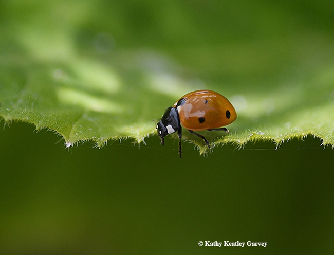 A lady beetle on the prowl in Vacaville, Calif. (Photo by Kathy Keatley Garvey)