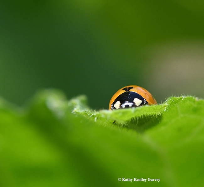 Peek-a-boo! A lady beetle peers over a leaf in Vacaville, Calif. (Photo by Kathy Keatley Garvey)