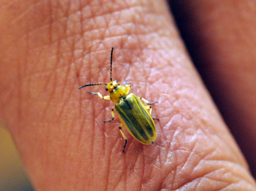 Adult saltcedar beetle (Diorhabda elongata), a natural enemy of saltcedar. (Photo by Kathy Keatley Garvey)