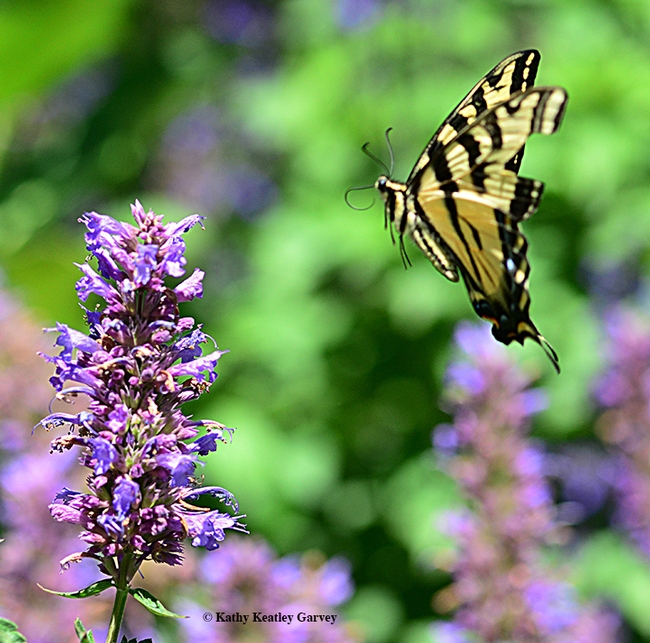 Caught in flight: a Western tiger swallowtail, Papilio rutulus, in the Kate Frey Pollinator Garden, Sonoma Cornerstone. (Photo by Kathy Keatley Garvey)