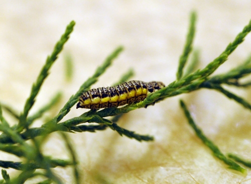 Larva of saltcedar beetle (Diorhabda elongata) crawls on host plant, saltcedar (Tamarix). D. elongata feeds on the foliage during both its adult and larval stages. (Photo by Kathy Keatley Garvey)
