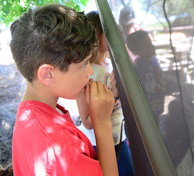 A youngster watches intently a beekeeper opens a hive. (Photo by Kathy Keatley Garvey)
