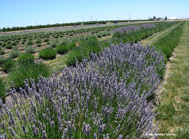 The Araceli Farms are planted with seven varieties of lavender: seven varieties of lavender: Grosso, Provence, White Spike, Royal Velvet, Violet Intrigue, Folgate, and Melissa. (Photo by Kathy Keatley Garvey)