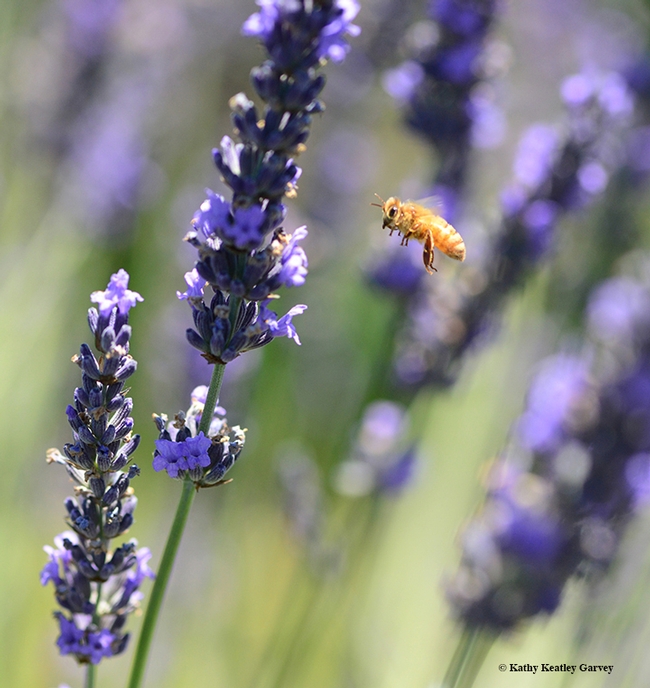 A Cordovan honey bee, the color of pure gold, takes flight through the lavender fields. (Photo by Kathy Keatley Garvey)