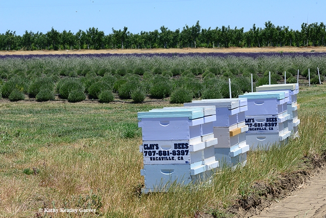 Clay's Bees--Clay Ford, owner of the Pleasants Valley Honey Company, Vacaville--pollinate the lavender fields. (Photo by Kathy Keatley Garvey)