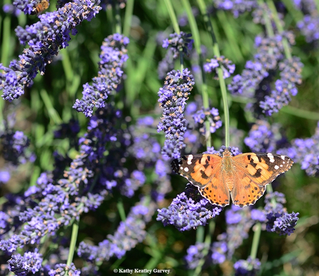A painted lady butterfly (Vanessa cardui) flutters around the lavender fields of the Araceli Farms in Dixon on June 22. (Photo by Kathy Keatley Garvey)