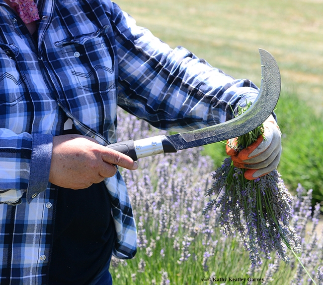 Close-up of the curved knife, perfect for lavender harvesting. (Photo by Kathy Keatley Garvey)