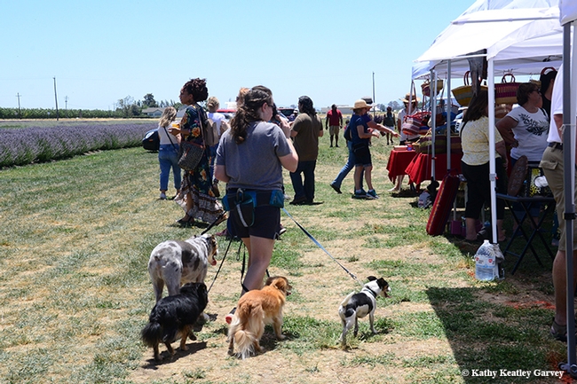 Visitors at the Lavender Festival at Araceli Farms stroll through the vendor area. (Photo by Kathy Keatley Garvey)