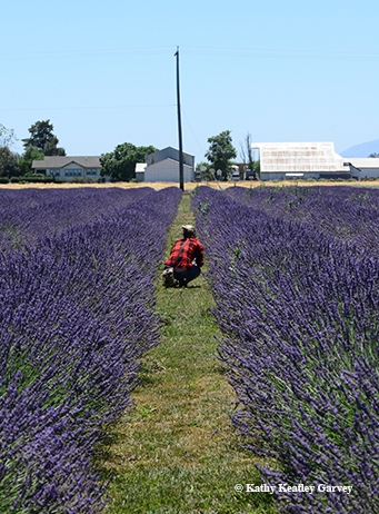 Deep in the fields of lavender. (Photo by Kathy Keatley Garvey)