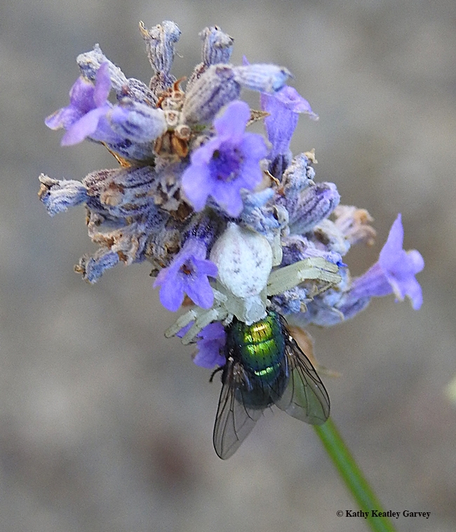 A crab spider dines on a green bottle fly in a lavender patch in Vacaville, Calif. (Photo by Kathy Keatley Garvey)