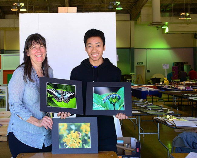 Insects, we have insects! Gloria Gonzalez, superintendent of McCormack Hall and assistant Jarod Fernander show some of the insect-themed entries. The butterfly is a Blue Xlipper, Parthenos sylvia ssp. lilacinus, from southeast Asia, as  identified by Art Shapiro, UC Davis distinguished professor of evolution and ecology. In the background are entries ready to be judged or displayed. The fair runs June 27-30. (Photo by Kathy Keatley Garvey)