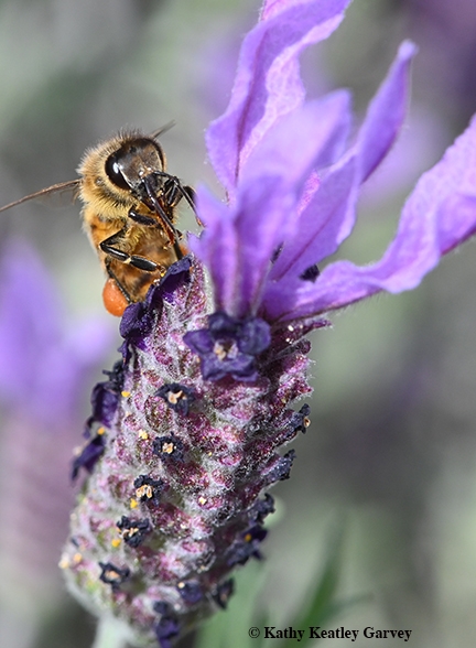 The Solano County Fairgrounds are buzzing with pollinators. (Photo by Kathy Keatley Garvey)