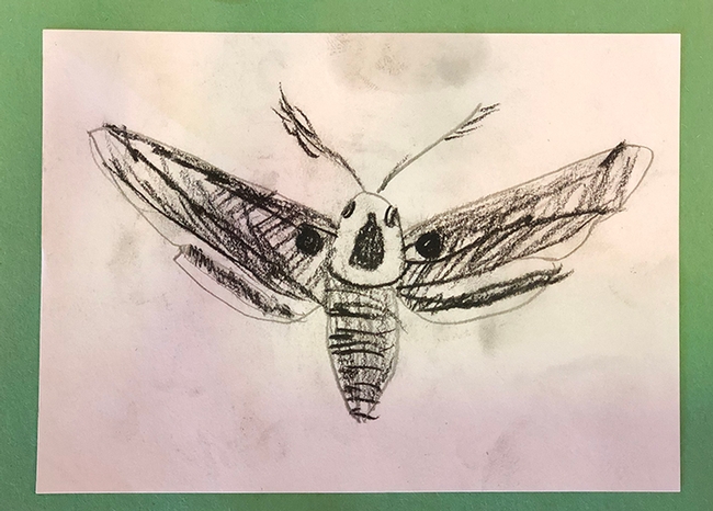 This pencil sketch of a moth is by Alana Boman of the Sherwood Forest 4-H Club, Vallejo, who entered it in 4-H youth graphics arts, ages 5 to 8, in McCormack Hall, Solano County Fair. The fair runs June 27-June 30. (Photo by Kathy Keatley Garvey)