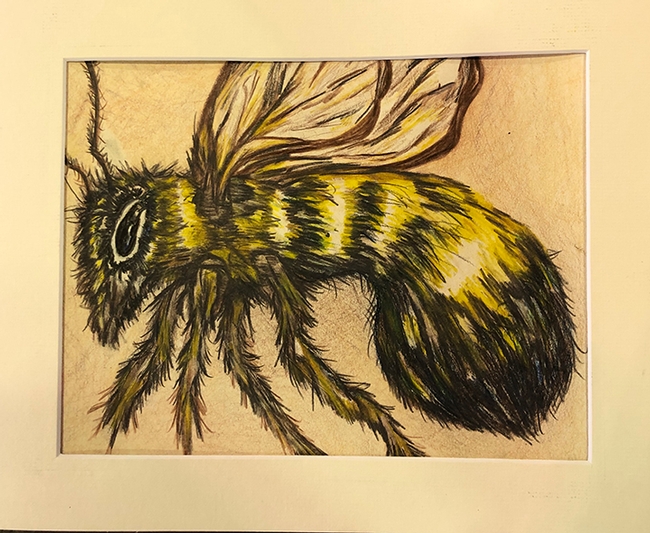 Madeline Giron of Benicia entered this drawing of a bee in youth graphics arts, ages 14 and over, in McCormack Hall,Solano County Fair. (Photo by Kathy Keatley Garvey)