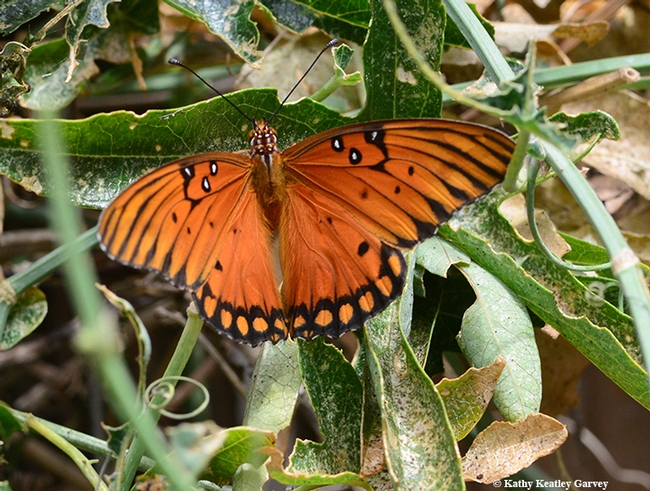 A Gulf Fritillary spreads its wings on Passiflora. (Photo by Kathy Keatley Garvey)
