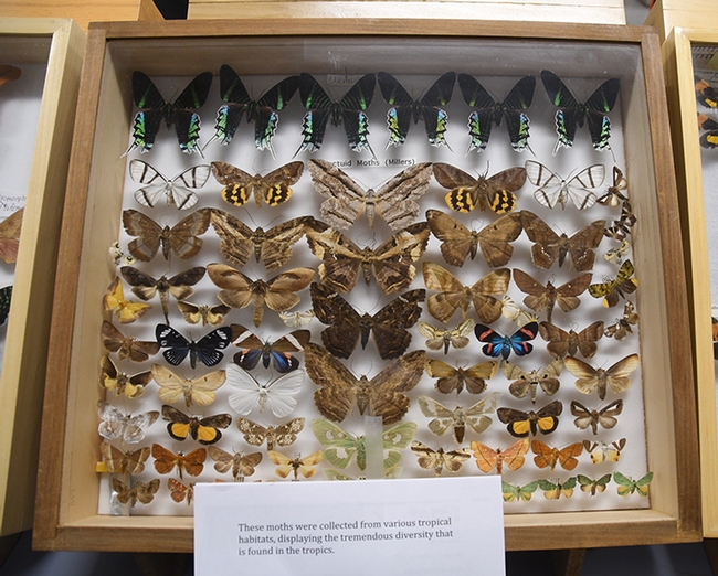 A display of moth specimens at the Bohart Museum of Entomology's 2018 Moth Night. (Photo by Kathy Keatley Garvey)