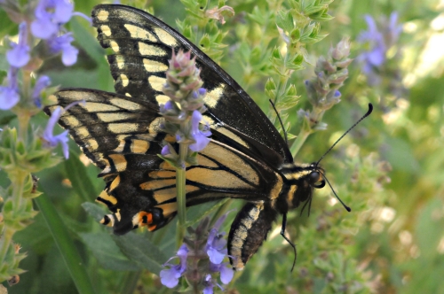 A side view of the Anise Swallowtail butterfly. (Photo by Kathy Keatley Garvey)