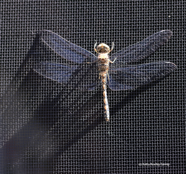 A female blue dasher, Pachydiplax longipennis, as identified by Greg Kareofelas of the Bohart Museum, warms itself on a window screen in the early morning. (Photo by Kathy Keatley Garvey)