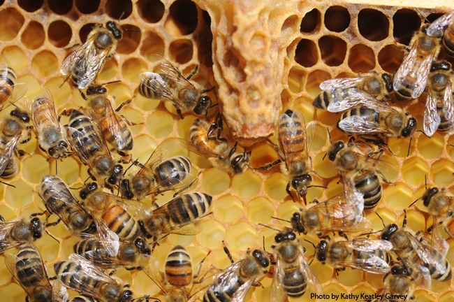 A queen cell and worker bees. (Photo by Kathy Keatley Garvey)