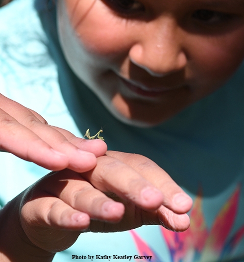 So tiny! Jasmine Morisseau, 10, checks out the male praying mantis, a Stagmomantis limbata,  at the Bruce Hammock Lab Water Balloon Battle. (Photo by Kathy Keatley Garvey)