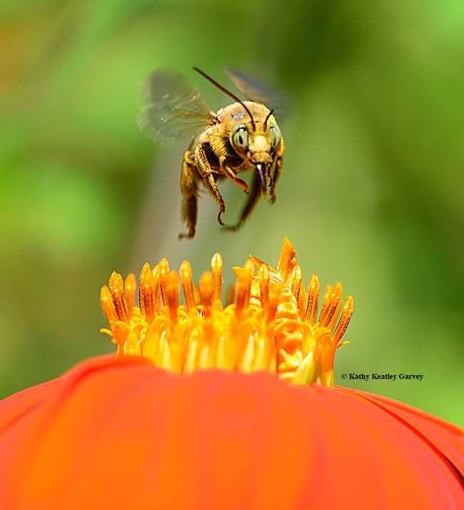 A longhorned bee flies over a Mexican sunflower blossom (Tithonia) in Vacaville. (Photo by Kathy Keatley Garvey)