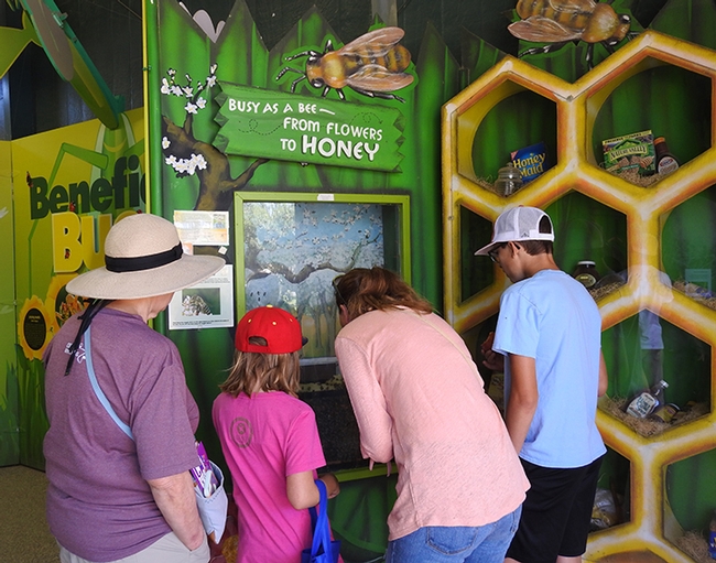 The bee observation hive is a popular attraction in the California State Fair's Insect Pavilion. (Photo by Kathy Keatley Garvey)