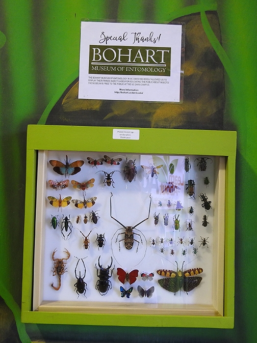The Bohart Museum of Entomology, UC Davis, loaned scores of specimens to the California State  Fair Insect Pavilion. (Photo by Kathy Keatley Garvey)