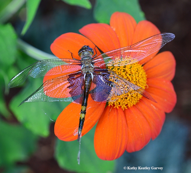 A female Tramea lacerata or black saddlebags dragonfly, on a Mexican sunflower (Tithonia) in Vacaville, Calif. Shortly after this image was taken, it flew. (Photo by Kathy Keatley Garvey)