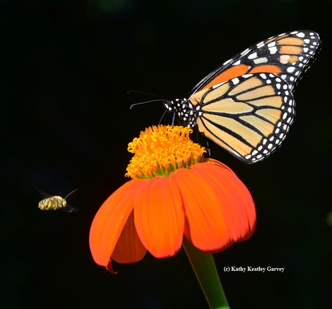A monarch butterfly is interrupted by a male longhorned bee engaging in territorial behavior. (Photo by Kathy Keatley Garvey)