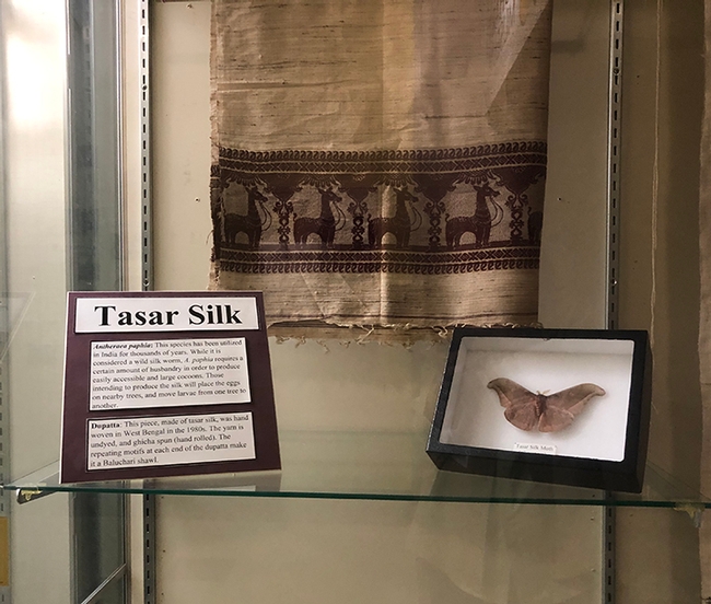 This tasar silk display will be among the silk displays featured at the Bohart Museum of Entomology. It is the work of Bohart associate Emma Cluff. (Photo by Kathy Keatley Garvey)