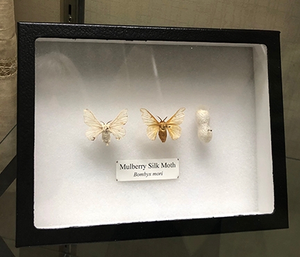Mulberry silk moth display at the Bohart Museum of Entomology. (Photo by Kathy Keatley Garvey)