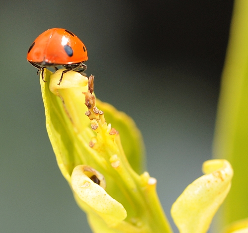 Ladybug in February