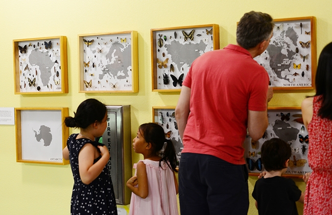 Visitors read the display in the Bohart Museum hallway. (Photo by Kathy Keatley Garvey)