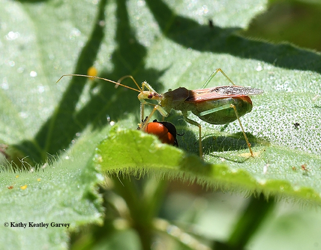 Caught in the act!  An assassin bug, Zelus renardii, stabbing a lady beetle, aka lady bug. (Photo by Kathy Keatley Garvey)