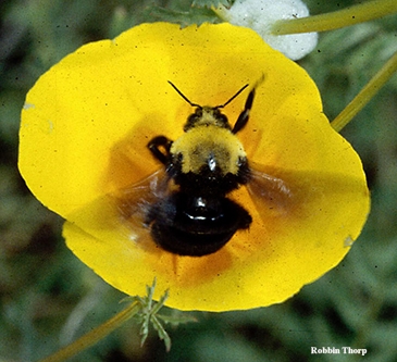 This is Robbin Thorp's image of Franklin's bumble bee, Bombus franklini.
