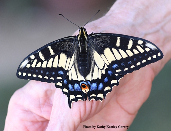 A newly eclosed anise swallowtail,Papilio zelicaon, reared by Marilyn Sexton of Fairfield. (Photo by Kathy Keatley Garvey)