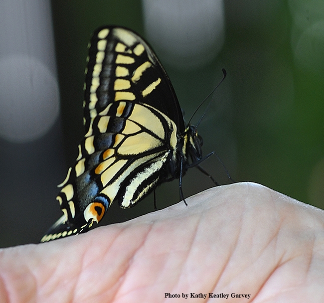 Ready to fly: a newly eclosed anise swallowtail,Papilio zelicaon. (Photo by Kathy Keatley Garvey)