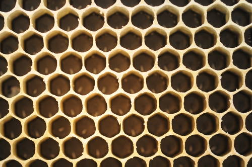 Honey Bee Cells
