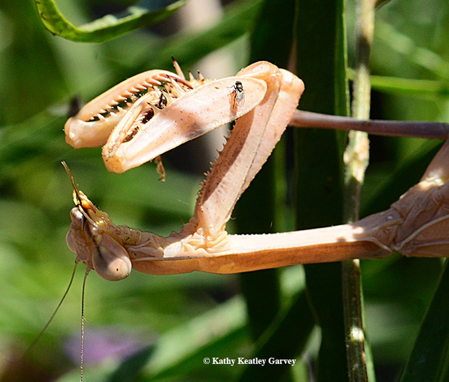 The praying mantis eats the last of her prey, while the freeloader fly is out of luck. (Photo by Kathy Keatley Garvey)