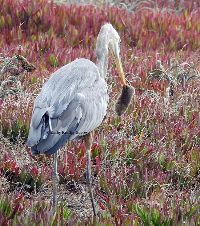 A great blue heron engages in a little pest management: it catches a rodent, a meadow vole, at Bodega Bay. (Photo by Kathy Keatley Garvey)