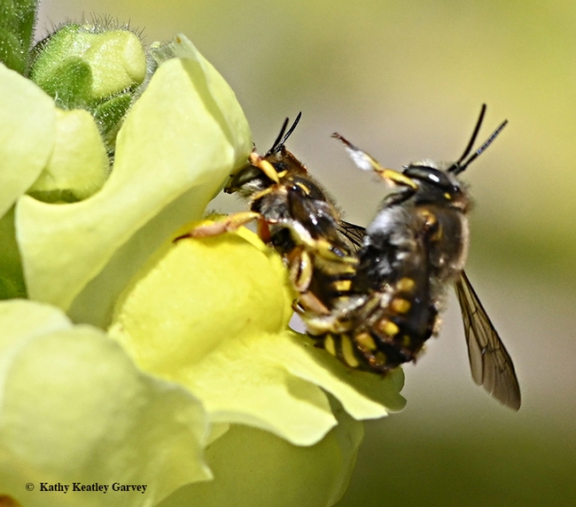 Fourth in series: Male European wool carder bee is almost finished. (Photo by Kathy Keatley Garvey)