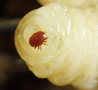 Close-up of a varroa mite on a drone pupa. (Photo by Kathy Keatley Garvey)