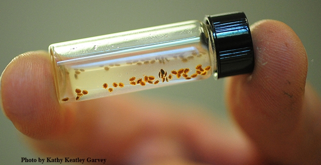 A vial containing varroa mites. (Photo by Kathy Keatley Garvey)