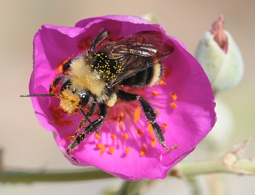 Pollen-Packin' Bumble Bee