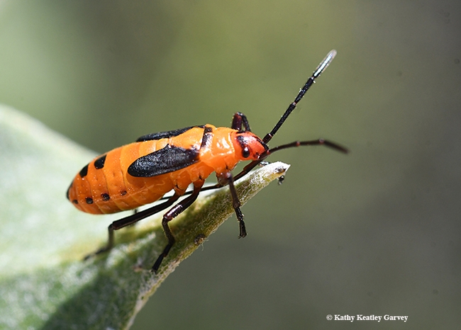 A small milkweed bug Lygaeus kalmii) stands peers over the leaf of a milkweed plant, Asclepias speciosa, in Sonoma County. (Photo by Kathy Keatley Garvey)