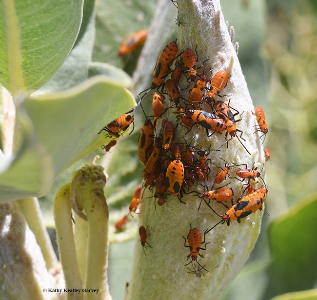 A mass of small milkweed bugs, red invaders! The blood red color sharply contrasts with the green milkweed pod. (Photo by Kathy Keatley Garvey)