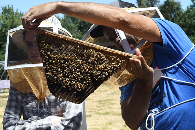 A frame from the top bar hive. (Photo by Kathy Keatley Garvey)