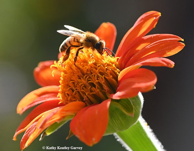 A worker honey bee forages on a Mexican sunflower (Tithonia) in the magic hour, the hour before sunset. (Photo by Kathy Keatley Garvey)