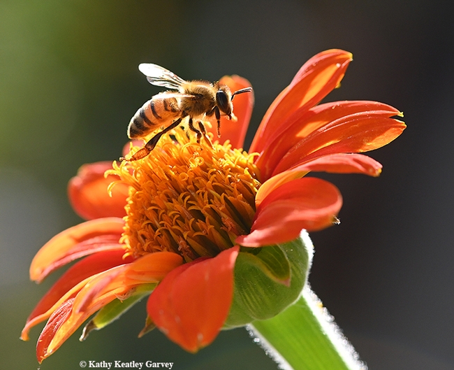 Illuminated by the late afternoon sun, the worker bee prepares to fly to another Tithonia blossom. (Photo by Kathy Keatley Garvey)